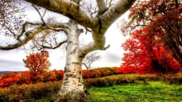 Birch Wellness Center - Thumbnail 3