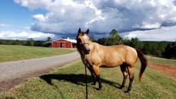 Red Oak Recovery - Ellenboro - Thumbnail 2